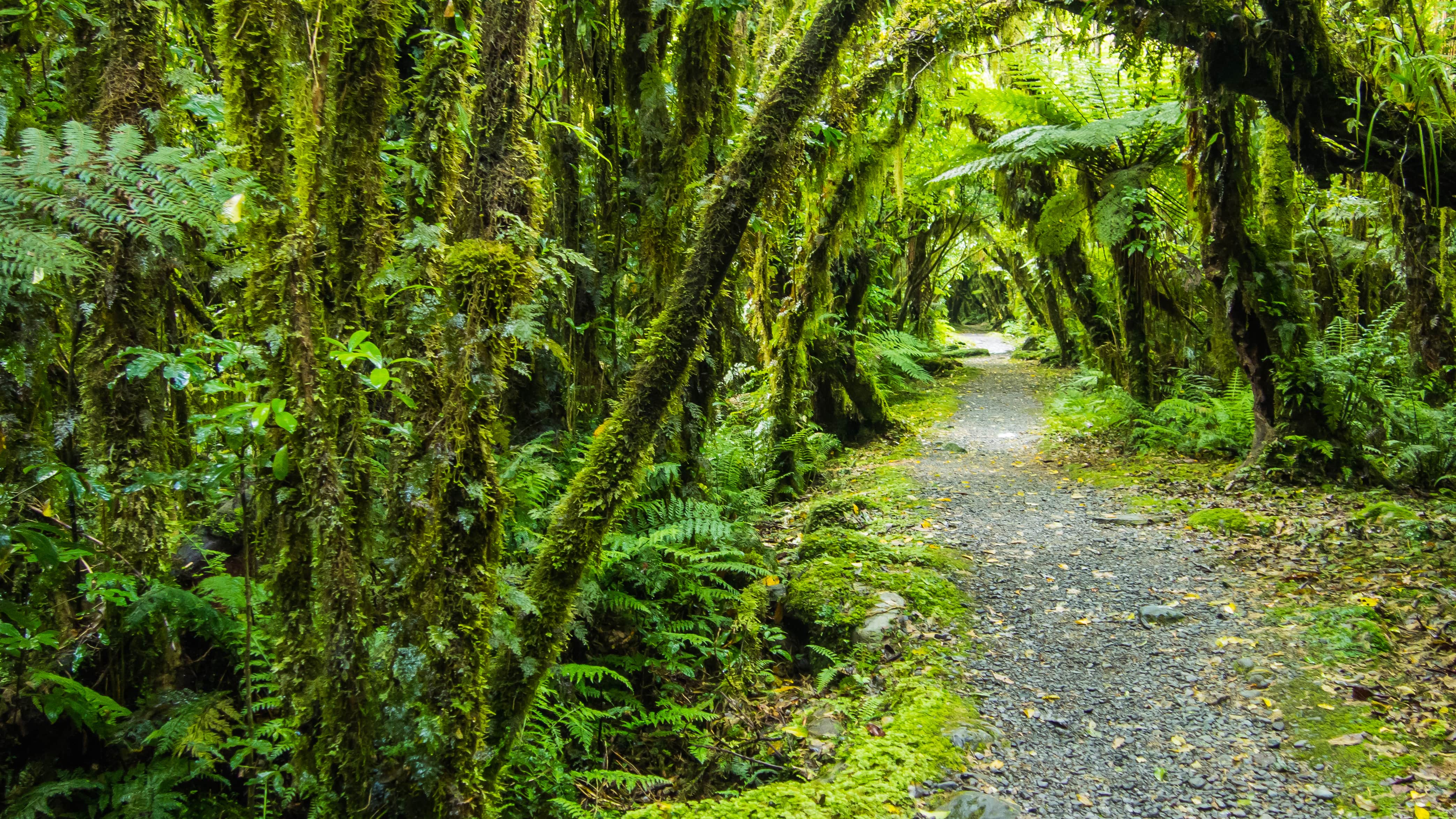 native New Zealand forest with hiking path in oceania