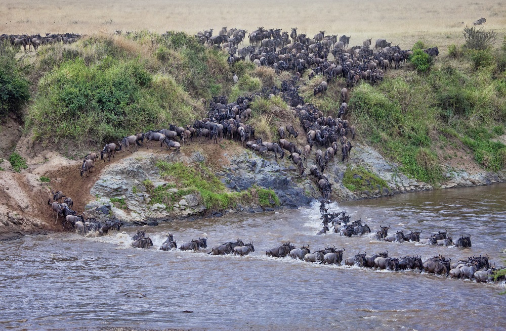 great migration wildebeest crossing- VFR travel