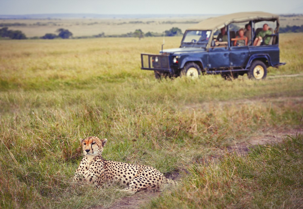 Cheetah spotted during safari-VFR travel