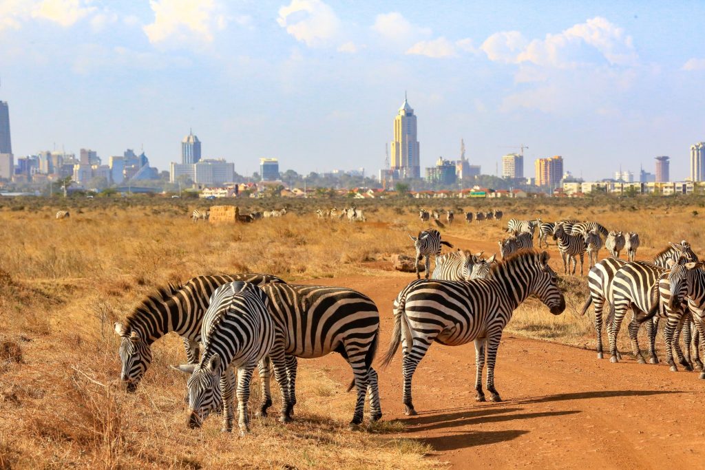 zebras gather in Nairobi National Park