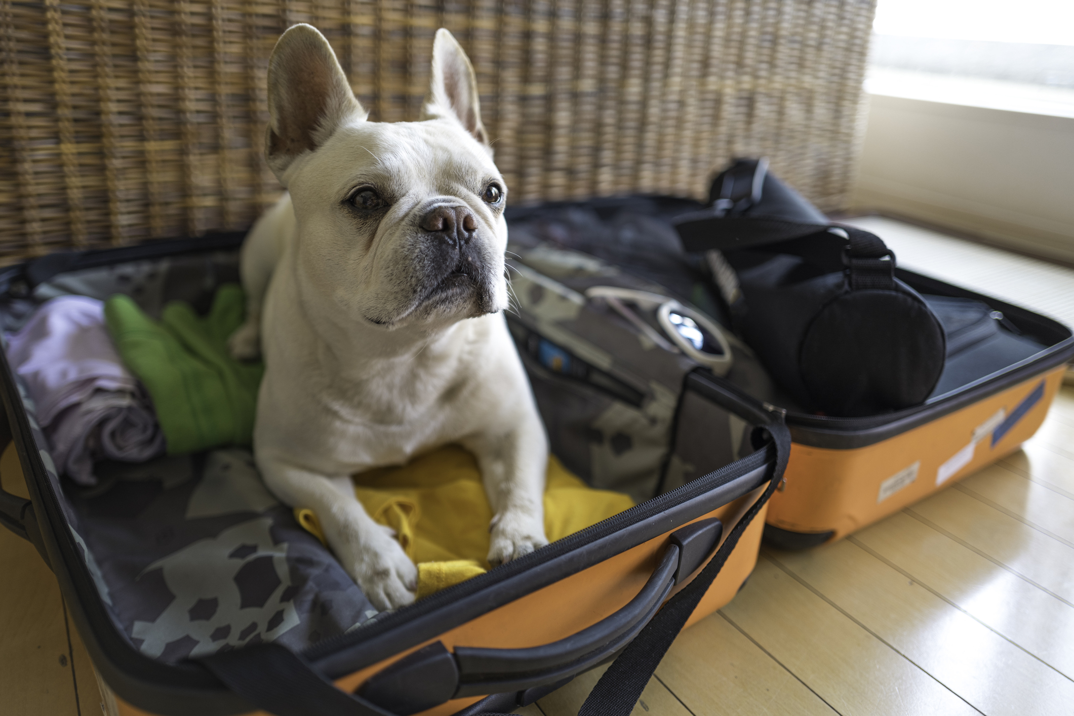 Trends - dog laying in suitcase