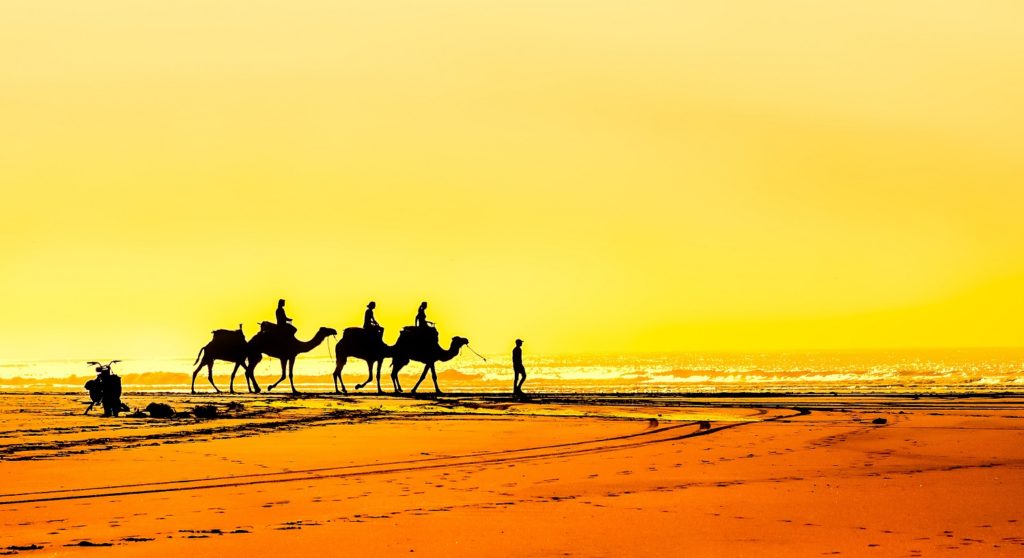 camels-on-essaouira-beach-morocco