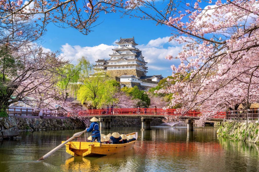 Cherry Blossoms in Japan