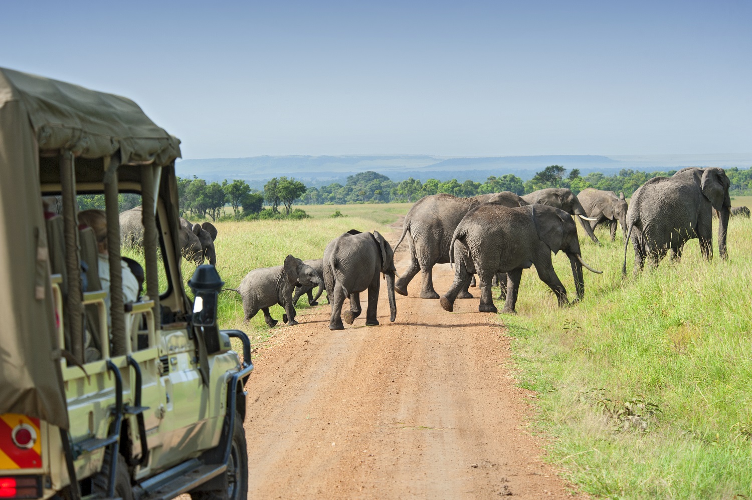 Elephants spotted on safari in South Africa