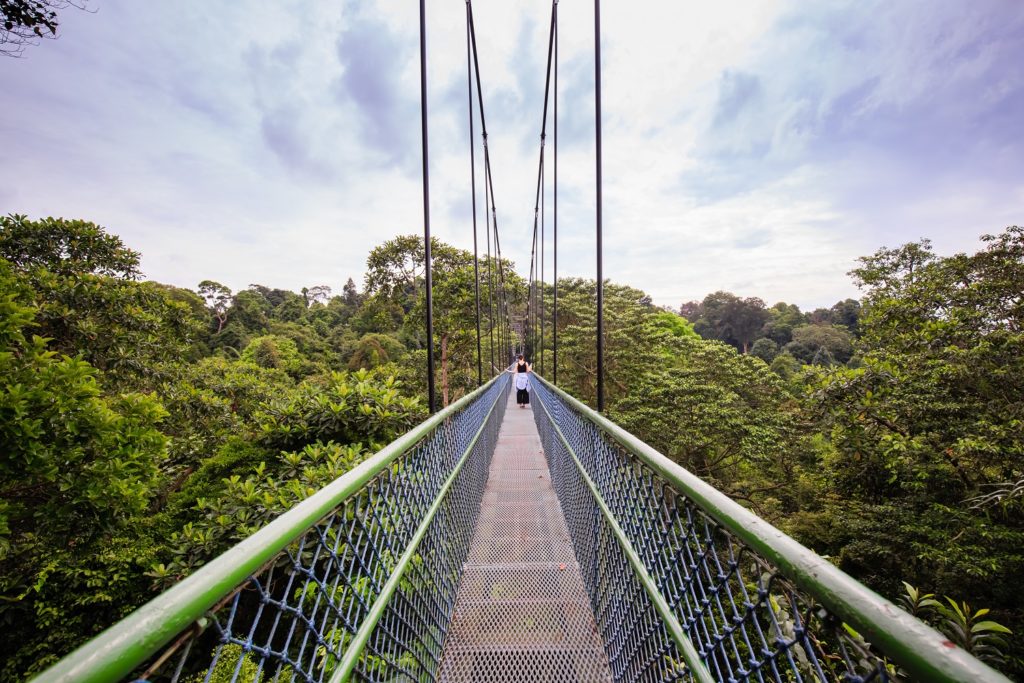 Macritchie tree top walk-suspension bridge-singapore