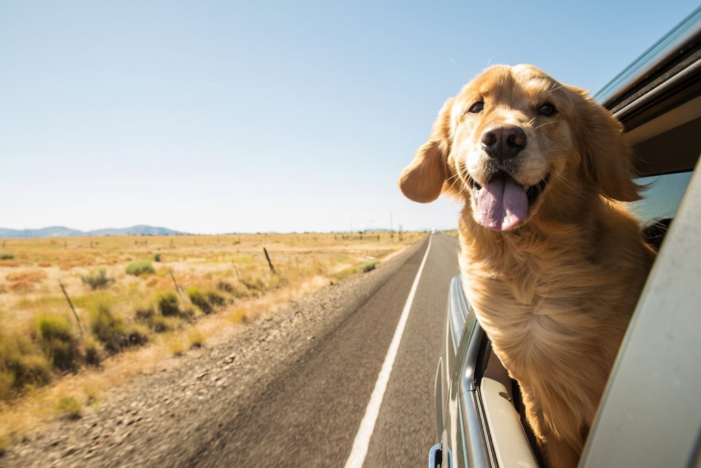 dog on a road trip-safe travel