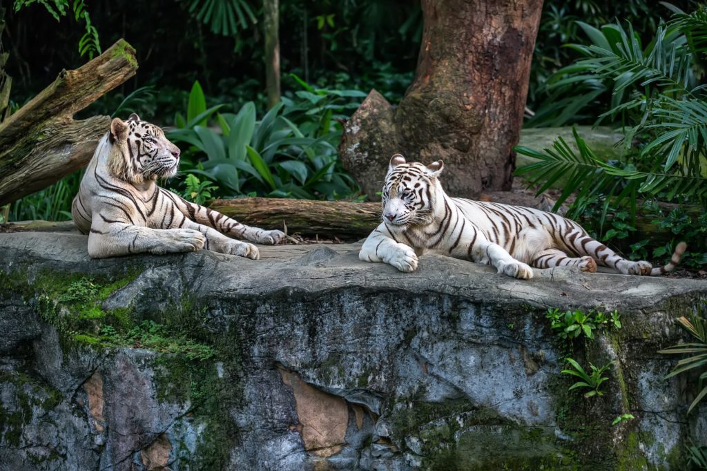 white tigers at the singapore zoo