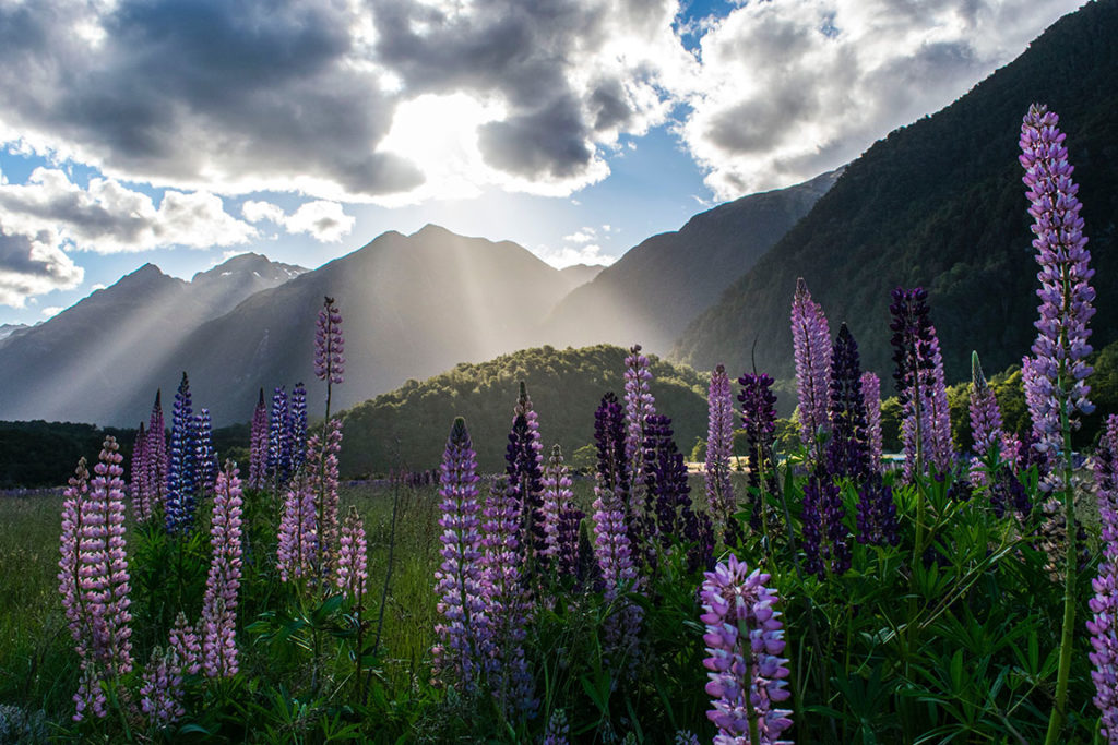 New Zealand scenic nature tour with lavender flowers and mountains of one of the top travel destinations in 2023 by Sky Bird Travel & Tours.